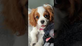 Why Cavalier King Charles Spaniels Are Royalty's Best Friend!