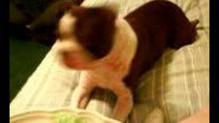 preview picture of video 'Boston Terrier fighting sleep to beg'