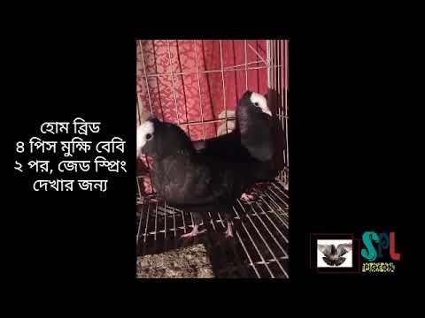 #spl pigeon# jusT foR shoW