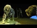 Young Saber Toothed Cats Relied On Parents While Teeth Grew Newsy