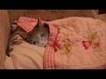 Sadcat Mp4