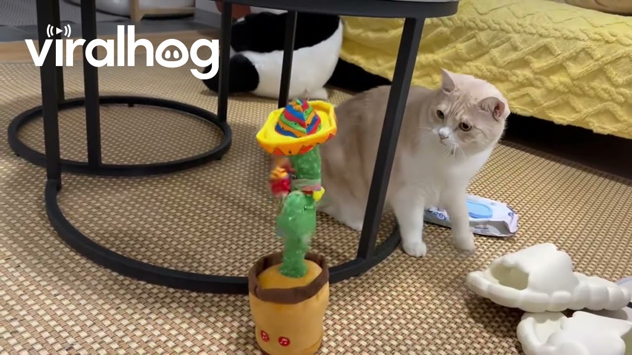Curious British Shorthair Reacts to Dancing Cactus Toy || ViralHog
