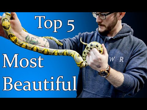 Top 5 Most Beautiful Snakes That Make Great Pets