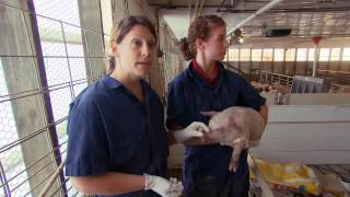 VetsOnCall - Dr. Donovan shows pig care &quot;is in our hands&quot;
