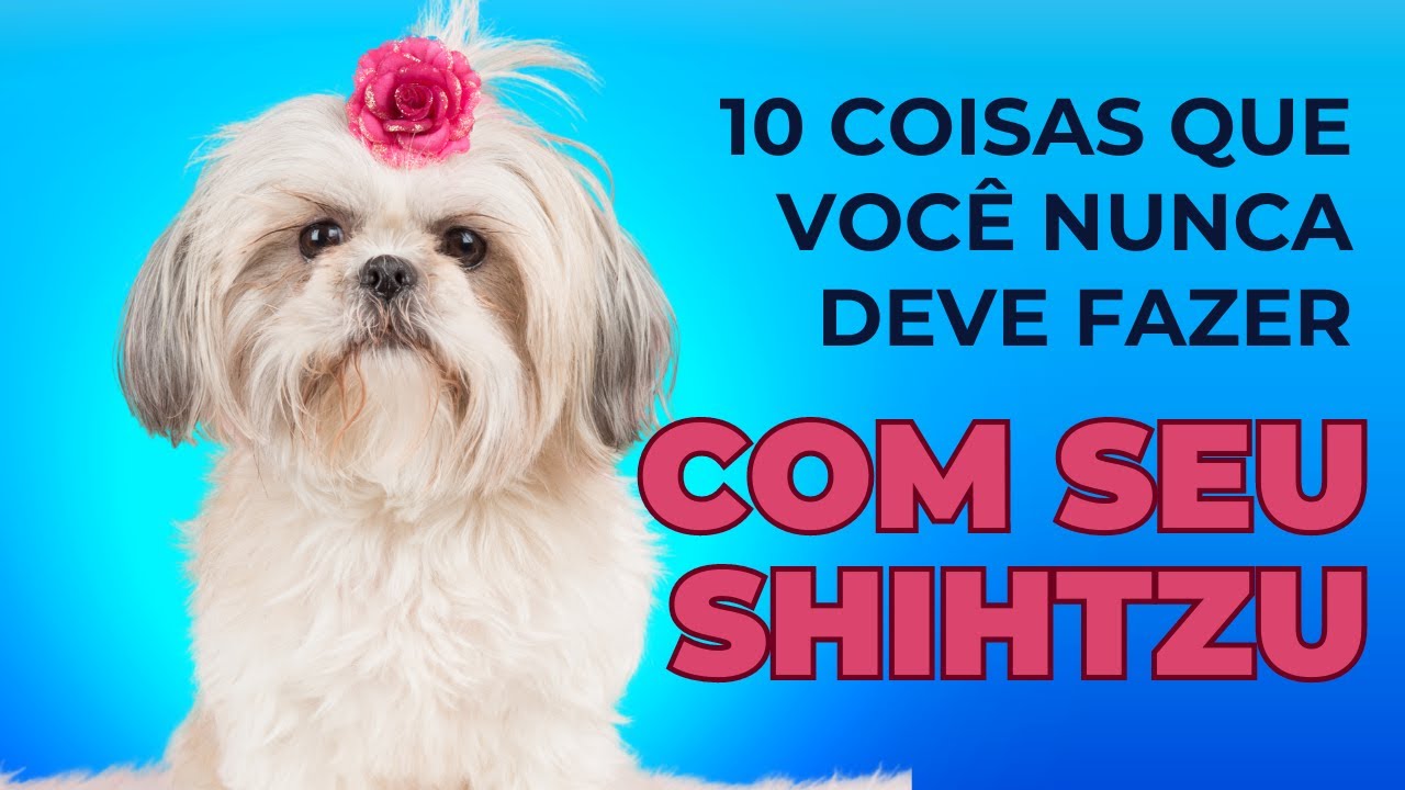 10 COISAS QUE DONOS DE SHIHTZU NÃO DEVEM FAZER | Dicas Essenciais