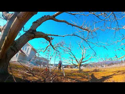  2月にクルミの木を剪定できますか? 「はい」の場合、どのように操作しますか? 2024 年のガイド  庭園