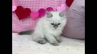 サイベリアン・ネヴァマスカレードの動画01