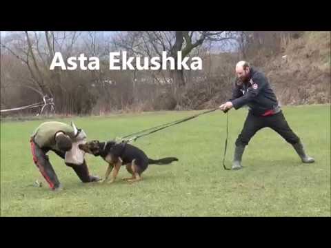 KK NIKO & Martin Štefek 08012018