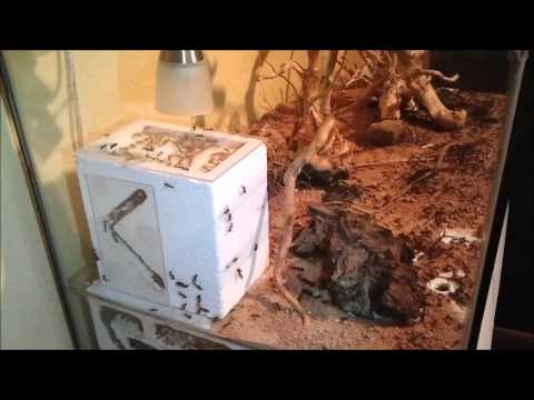 Camponotus fellah Colony after 3 years