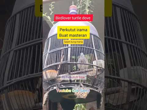 burung perkutut lokal gacor suara merdu seni irama #perkutut #gacor #perkututlokal masteran #suara