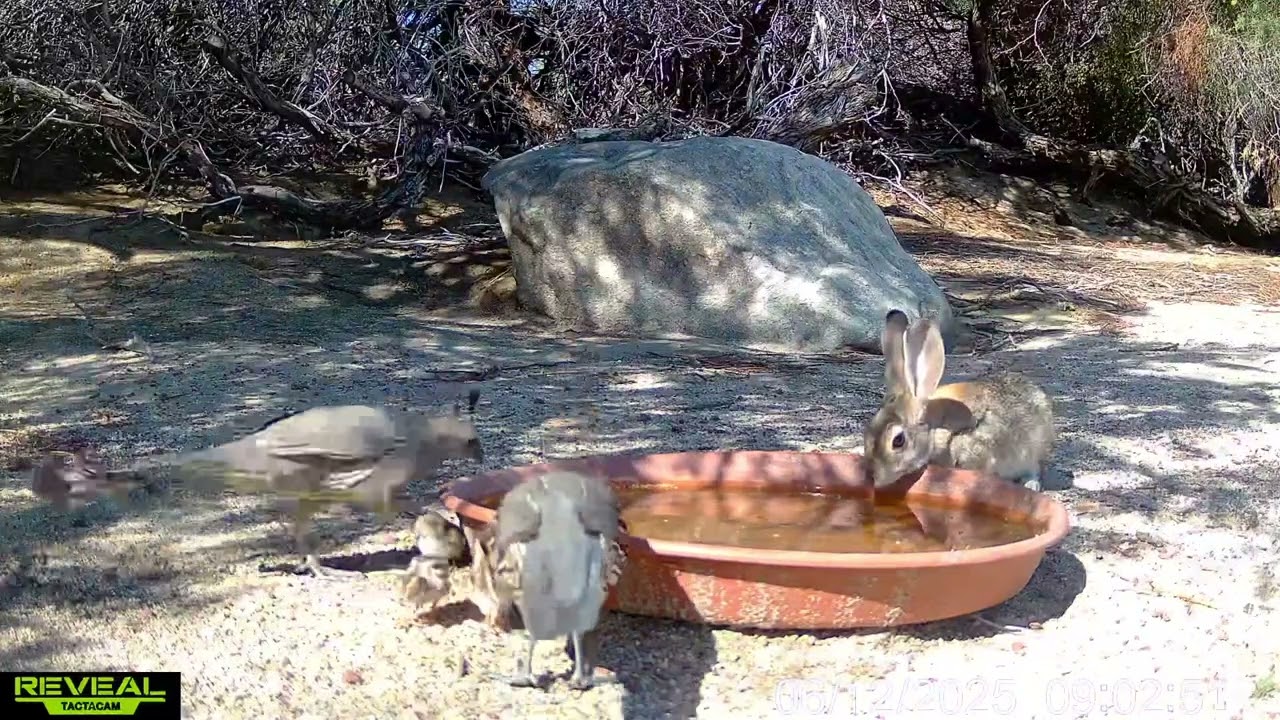 S3E32: A quail family visits the water station