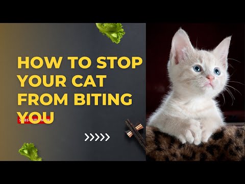 HOW TO STOP YOUR CAT FROM BITING YOU
