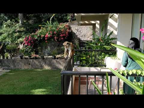 balcony monkeys in Kandy, Sri Lanka