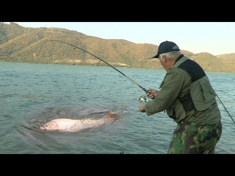 Pecanje šarana na Dunavu - Dubinsko pecanje šarana 6 | Fishing carp in river 6