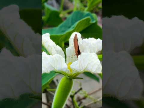 Pollination in bottle gourd by Insect #pollination #pollinators #insects #agriculture #bottlegourd