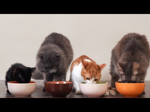 Cats Eating Cat Food | Cats Eating |