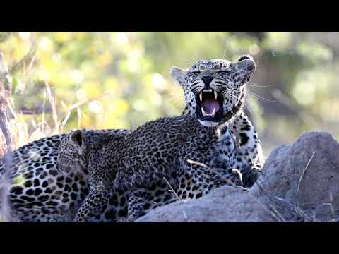 Anteprima video: Un safari fotografico