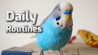 Budgie daily routine