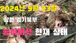 2024년 9월 23일 강원 경기북부 고지대 능이버섯 현재 상황  능이버섯 채취방법 중요성