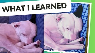 🎨 Pet Portrait Commission TIPS 💡