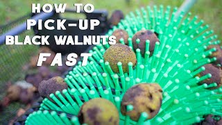 How to harvest black walnuts fast!