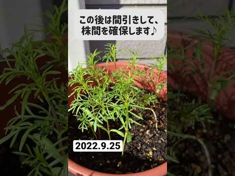 コスモスの種の育て方は？特別な注意が必要ですか?  庭園