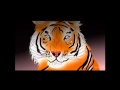 AdultSwim 2015 Cartoon Animation Bumpers