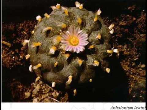 Apteka - Psychodeliczny kowboj