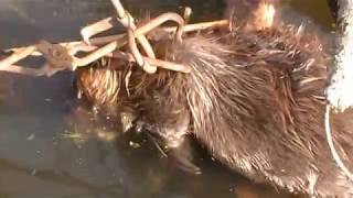Download Lagu TRAPPING 2017-18, Episode 6: Beaver, Bobcat, Coons, Coyotes, Grey Fox and Skunk Thumbnail