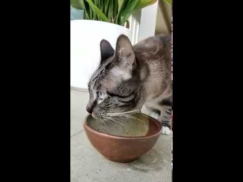 Royal Canin Veterinary Diet Feline Gastrointestinal Fiber Response HF Dry Cat Food Eating Demo