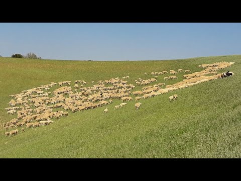 Fotograma del vídeo: La importancia de los pastos en la ganadería ovina