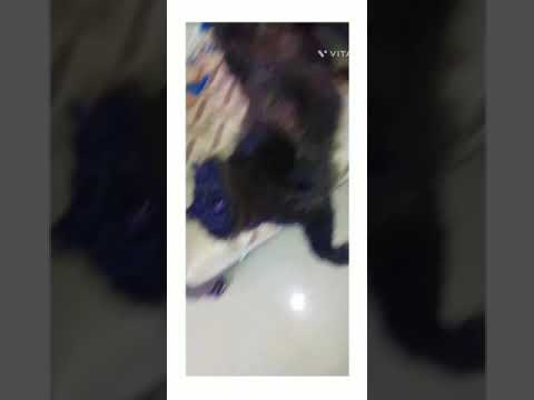 when my cat sleeps😪🥴