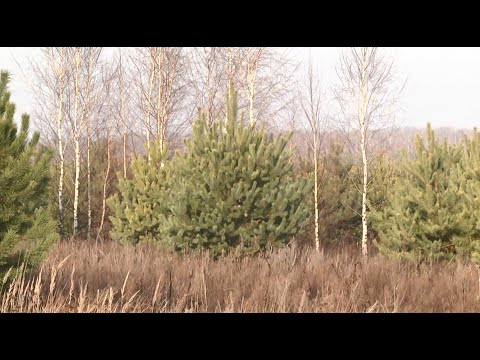 Выяўлены парушэнні. Камітэт дзяржкантролю па Гомельскай вобласці праверыў лясгасы видео