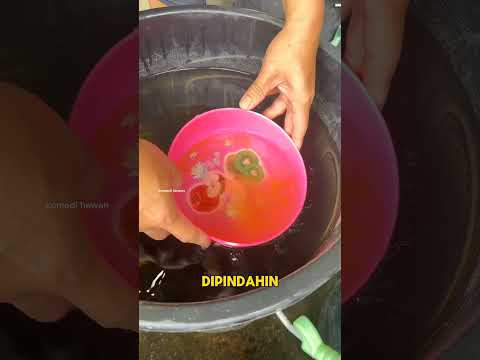 Teknik Thailand Ternak Gabus Pakai Ember—Hasilnya Bikin Shock! #shorts