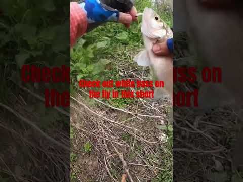 #whitebass #stripedbass #wipers #sangabriel #river #fishing #outdoors #trending #viralvideo #video