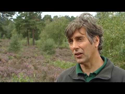 Hundreds of rare lizards released in the UK