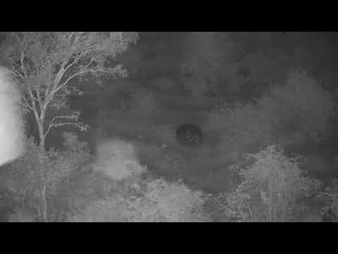 Djuma: Hippo out feeding - 03:44 - 03/19/21