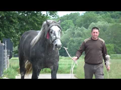 Armasarii lui Marius de la Voitinel, Bucovina - 2023 Nou!!!