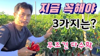 지금부터 고추 많이 따려면 꼭 3가지 무조건 해주어야 다수확