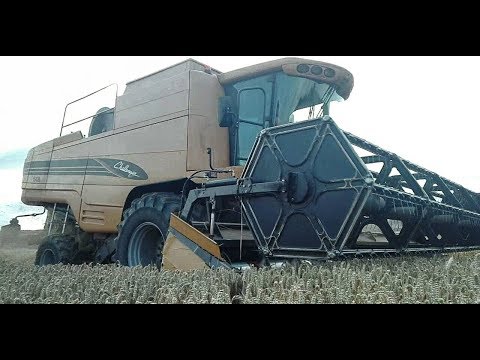 ŽNĚ 2019 *Challenger,Claas LEXION 670,600* Zbirožská a.s.