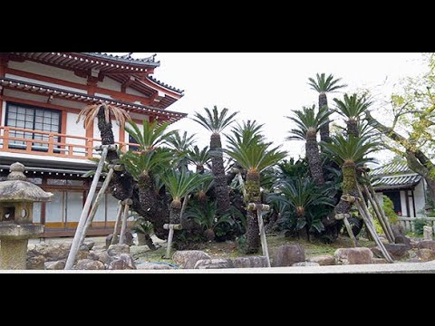 Sakai The Movies【Myokokuji  Temple】
