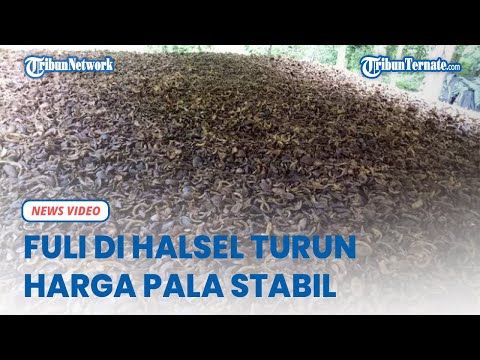 Harga Kopra Maluku Utara Fuli di Halmahera Selatan Turun, Pala Masih Stabil Rp 90 ribu Per Kilogram