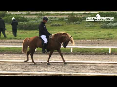 Sökkull frá Dalbæ