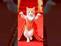 Cute Cat Dancing Video 2 Cat Dog Dogdance Catdance