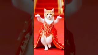 Cute Cat Dancing Video (2)😺😍 #cat #dog #dogdance #catdance