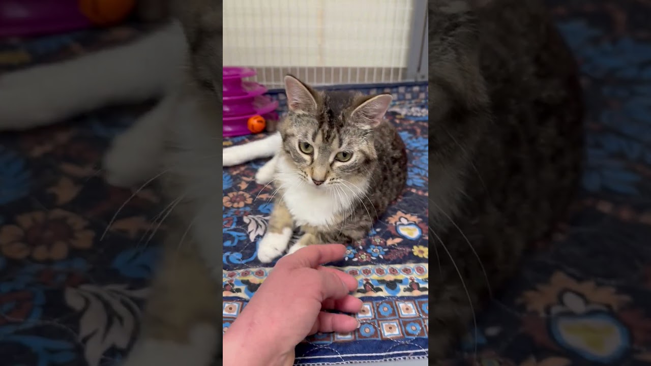 Peggy - adorable sweetheart, a ADOPTABLE Domestic Short Hair in Oshkosh, WI video 4/4