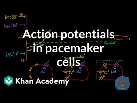 Action potentials in pacemaker cells - Medical Video Lecture - MBBS