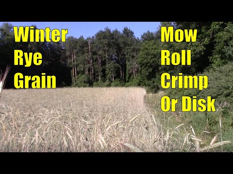 3 Ways To Deal With Tall Rye Grain In Deer Food Plots Without Big Equipment