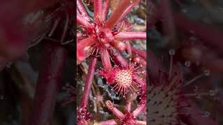 Planta Carnívora do Brasil (Drosera communis) #plantas