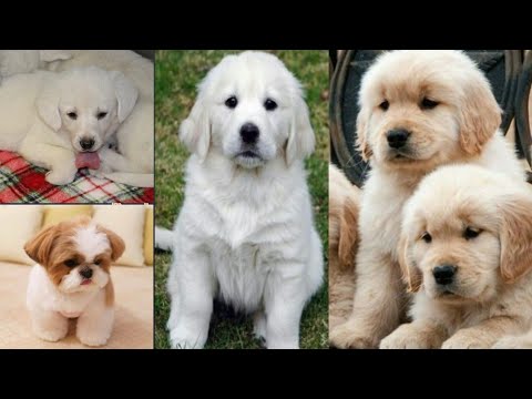 So cute dogs❤️❤️